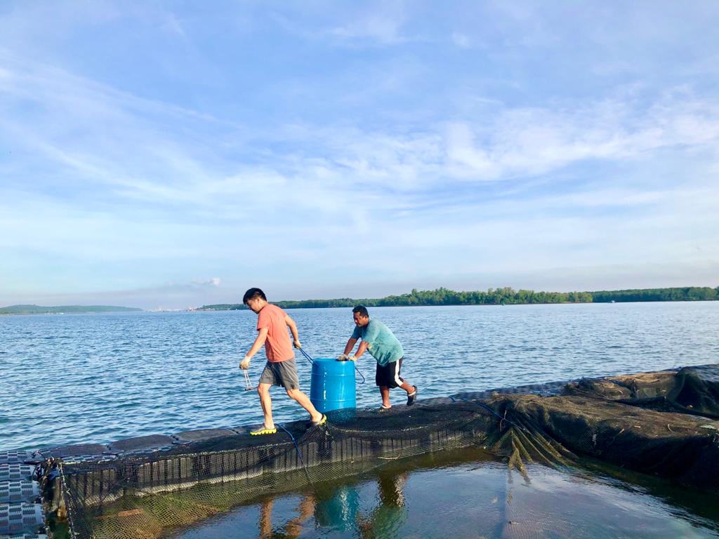 From Water to Table: The Environmental Benefits of Local Fish Farms