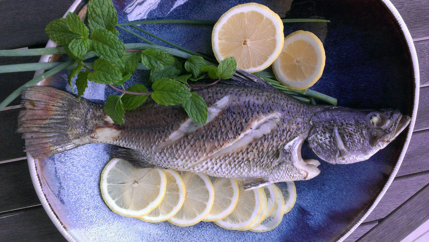 Barramundi / Sea Bass sampancatch.com