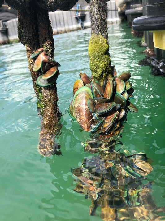 From Sea to Table: The Journey of Live Mussels in Singapore