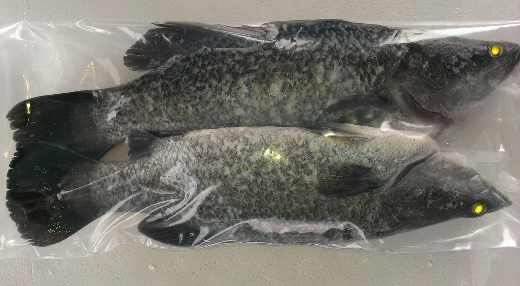 The Sampan Catch sea bass fresh fish home delivery