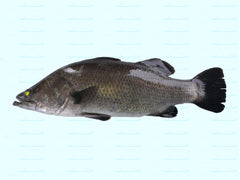 Barramundi / Sea Bass sampancatch.com
