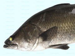 Extra-Large Barramundi / Sea Bass sampancatch.com