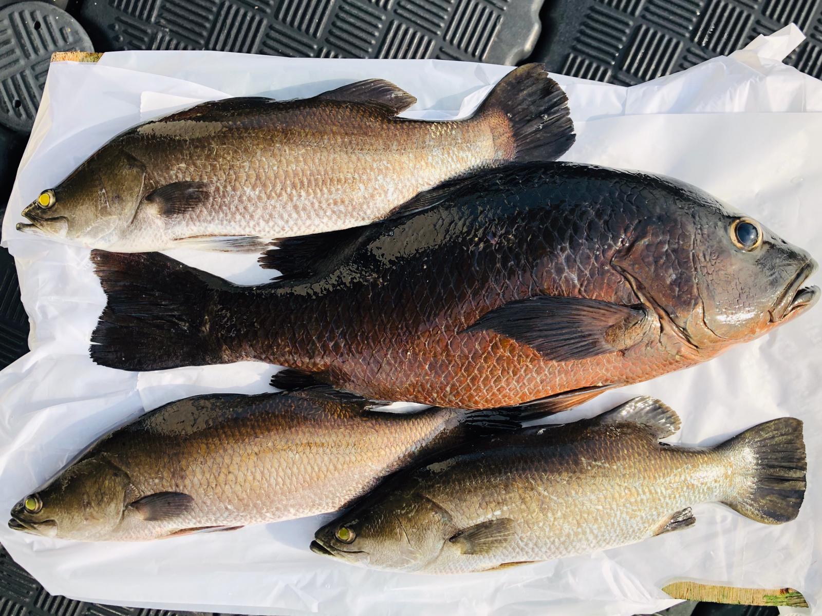 The Sampan Catch - Fresh fish from our farm to your home