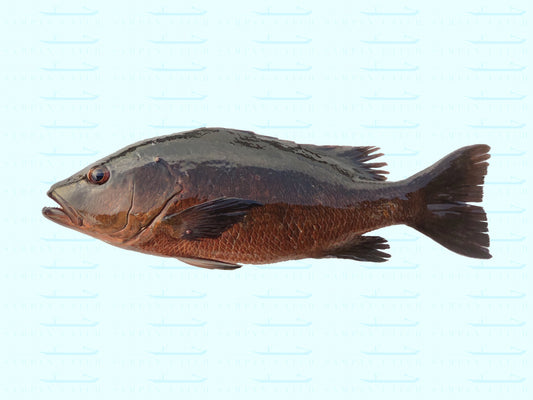 Mangrove Jack XL 2-2.2kg