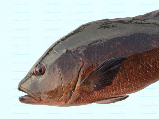 Mangrove Jack XL 2-2.2kg