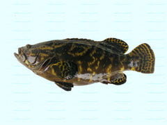 Pearl Grouper sampancatch.com