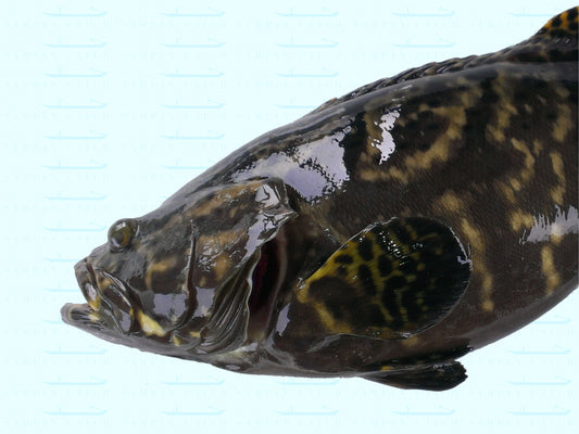 Pearl Grouper Extra-Large sampancatch.com